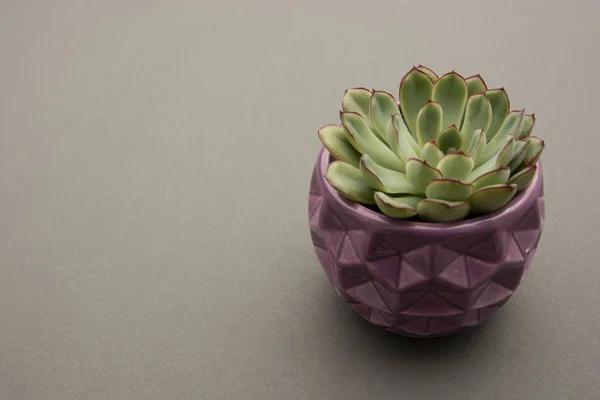 Pianta Succulenta Echeveria in vaso viola, fondo grigio vaso di fiori decorativi per interni. Ricevuto. Modello per tavolo da lavoro . — Foto Stock