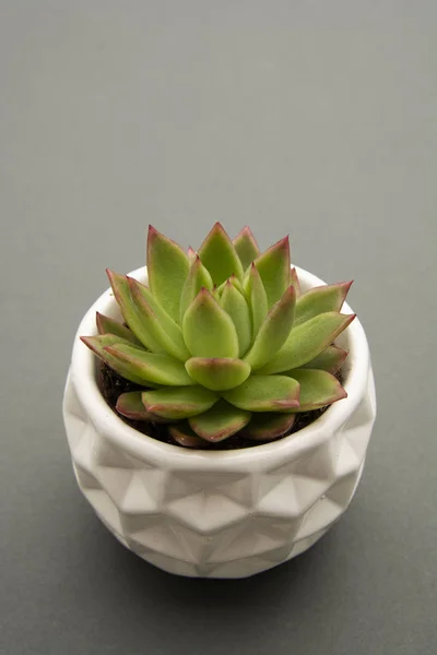Succulent plant, Echeveria Succulent Flower Plant in pot, white background indoor decorative flower pot. Copy space.