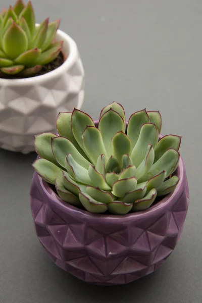 Fundo minimalista estilo. Espaço de trabalho. Echeveria suculento flor planta em vaso, fundo cinza interior decorativo vaso de flores. Espaço de cópia . — Fotografia de Stock