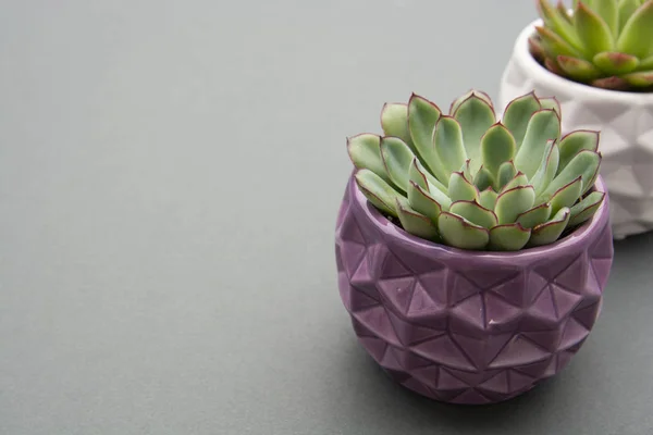 Tumbuhan ini bergaya Echeveria Succulent Plant dalam pot ungu, pot bunga dekoratif dalam ruangan abu-abu. Salin ruang. Templat untuk tabel kerja . — Stok Foto