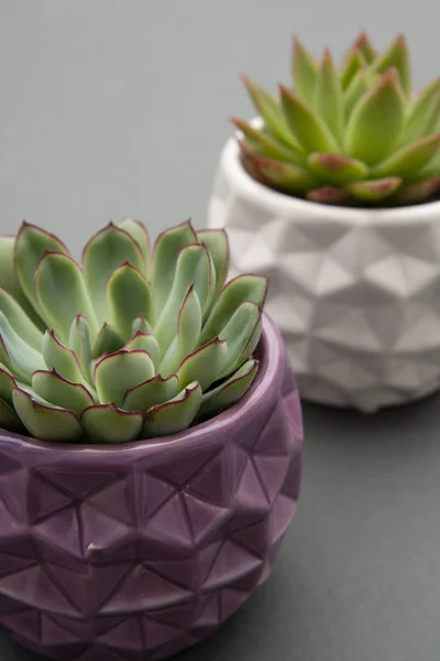 Sfondo minimalista in stile. Spazio di lavoro. Echeveria Succulenta Pianta da Fiore in vaso, fondo grigio vaso di fiori decorativi per interni. Copia spazio . — Foto Stock