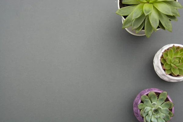 Work space with copy space. Succulent plants, Echeveria Succulent Flowers in pot, grey background. Copy space. — 스톡 사진