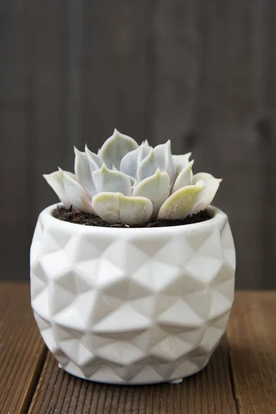 Elegante pianta succulenta echeveria isolata. Pianta decorativa da interno in vaso bianco elegante. sfondo in legno . — Foto Stock