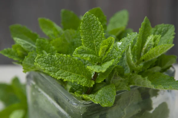 Fräsch pepparmynta lämnar bakgrunden. Sommar drinkar ingrediens, cocktail. Trädgård Eco myntablad. Dessert livsmedelsingrediens. — Stockfoto