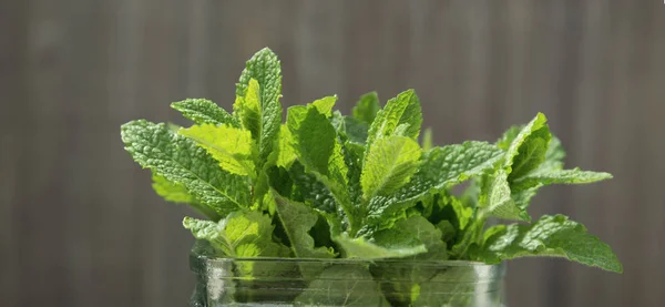 Fresh peppermint leaves banner. Summer drinks ingredient, cocktail. Garden eco mint leaves. Rustic style. — Stock Photo, Image