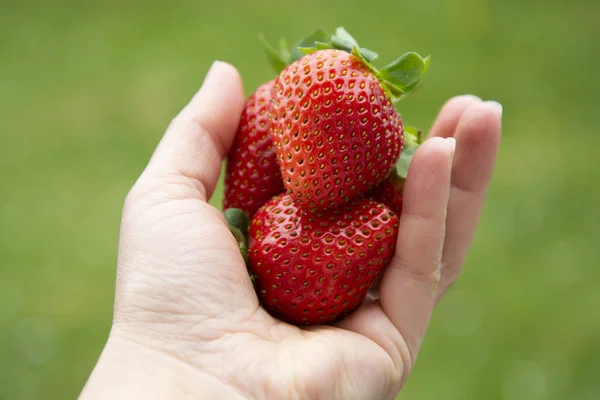 草莓在女人的手在绿色的花园背景。夏季新鲜浆果。复制空间. — 图库照片