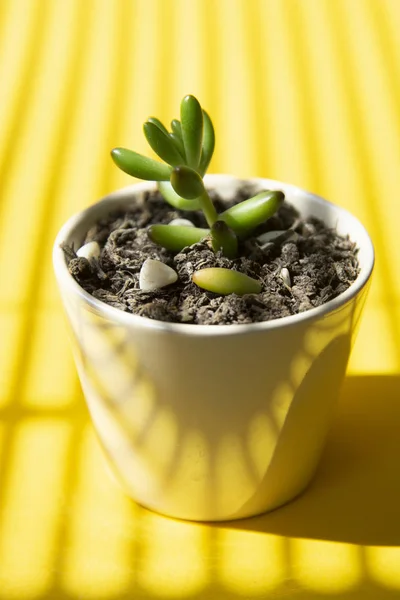 Creative yellow background with little baby succulent plant in pot. summer abstract template — Stock Image Creative yellow background with little baby succulent plant in pot. summer abstract template Stock Image
