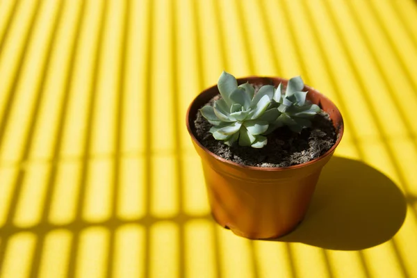 Creative yellow background with little baby succulent plant in pot. summer abstract template — Stock Image Creative yellow background with little baby succulent plant in pot. summer abstract template Royalty Free Stock Images