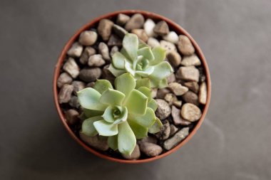 Echeveria, tencerede etli bitki. Nadir sulu kapalı dekoratif bitki