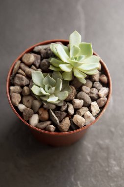 Echeveria, tencerede etli bitki. Nadir sulu kapalı dekoratif bitki