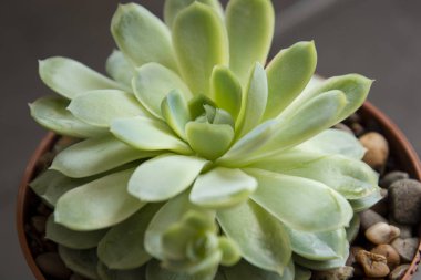 Echeveria, tencerede etli bitki. Nadir sulu kapalı dekoratif bitki