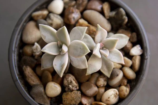 Echeveria, pianta succulenta in vaso. Rara succulenta pianta decorativa da interno — Foto Stock