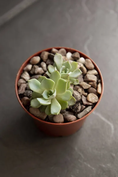 Echeveria, pianta succulenta in vaso. Rara succulenta pianta decorativa da interno — Foto Stock