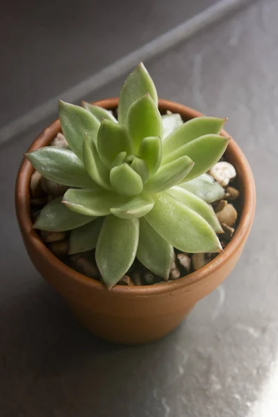 Echeveria, zamatos növény a pot. Ritka Succulens beltéri dekoratív növény — Stock Fotó