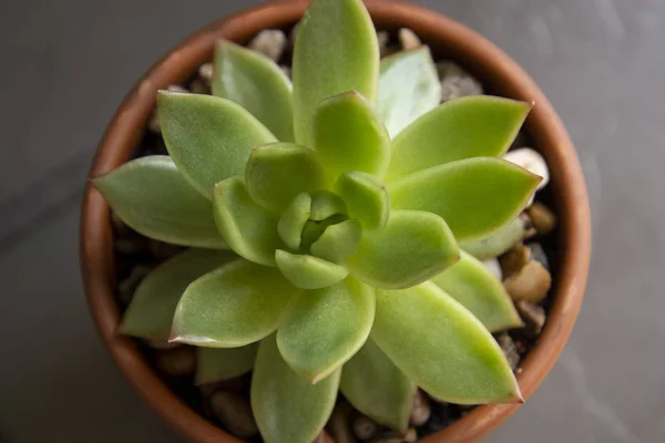 Echeveria, succulent plant in pot. Rare succulent indoor decorative plant
