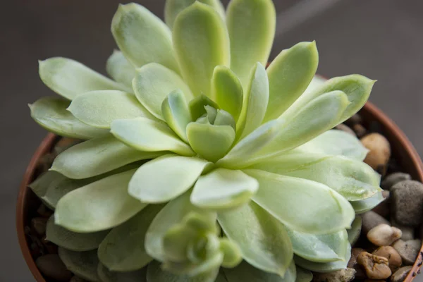 Echeveria, pianta succulenta in vaso. Rara succulenta pianta decorativa da interno — Foto Stock