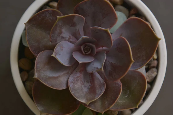 Echeveria, suckulent växt i potten. Sällsynt saftig inomhus dekorativa växt — Stockfoto