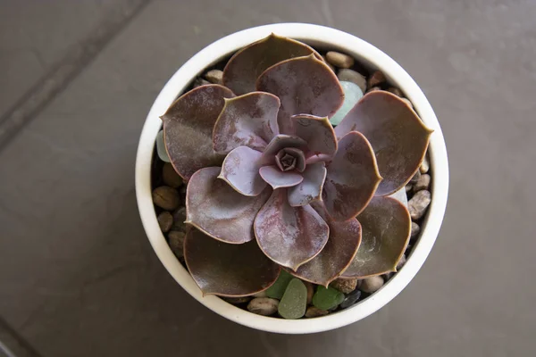 Echeveria, zamatos növény a pot. Ritka Succulens beltéri dekoratív növény — Stock Fotó