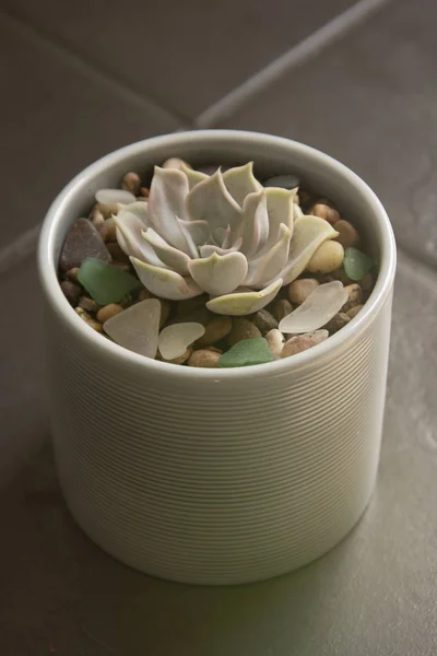Echeveria, planta suculenta em vaso. Planta decorativa interior suculenta rara — Fotografia de Stock