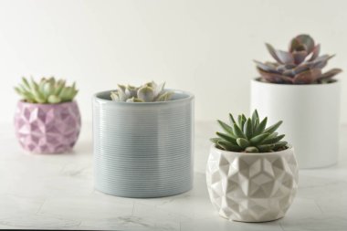 Etli bitki. Beyaz masada bir grup echeveria. Kopyalama alanı.