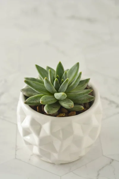 Tanaman yang lezat, echeveria dalam pot putih. Tanaman indoor dekoratif . — Stok Foto