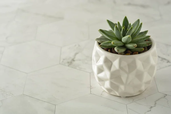 Tanaman yang lezat, echeveria dalam pot putih. Dekoratif indoor tanaman. Meja kerja feminin . — Stok Foto