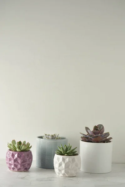 Pianta succulenta. Un gruppo di echeveria figlio tavolo bianco. Copia spazio . — Foto Stock