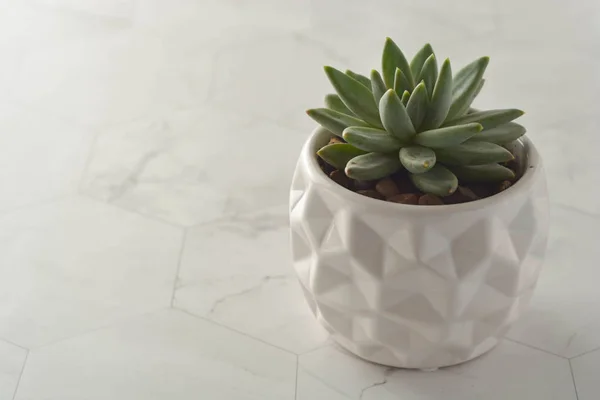 Tanaman yang lezat, echeveria dalam pot putih. Dekoratif indoor tanaman. Meja kerja feminin . — Stok Foto