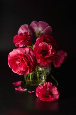 Siyah arka planda kırmızı Ranunculus çiçekler. Karanlık fotoğraf.