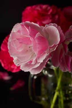 Siyah arka planda kırmızı Ranunculus çiçekler. Karanlık fotoğraf.