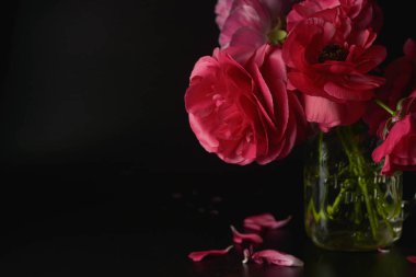 Siyah arka planda kırmızı Ranunculus çiçekler. Karanlık fotoğraf.