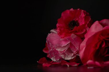 Siyah arka planda kırmızı Ranunculus çiçekler. Karanlık fotoğraf.