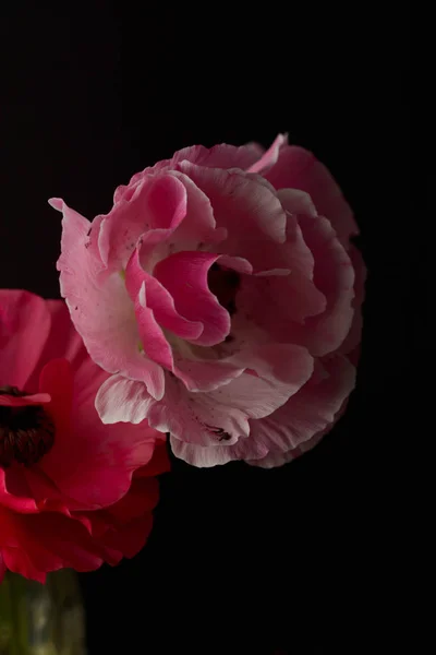 Red ranunculus flowers on black background. Dark photo.