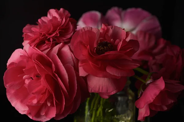 Flores de ranúnculo rojo sobre fondo negro. Foto oscura . —  Fotos de Stock