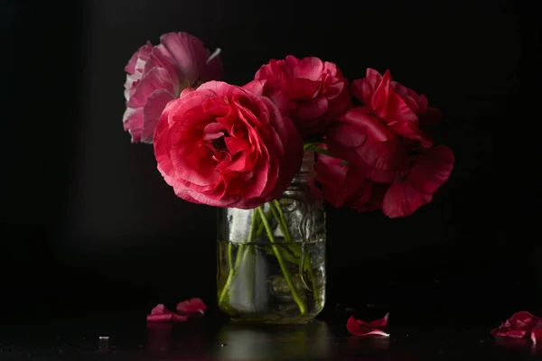 Rode Ranunculus bloemen op zwarte achtergrond. Donkere foto. — Stockfoto