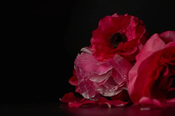 Rode Ranunculus bloemen op zwarte achtergrond. Donkere foto. — Stockfoto