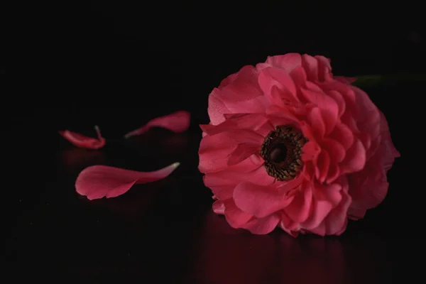 Rode Ranunculus bloemen op zwarte achtergrond. Donkere foto. — Stockfoto