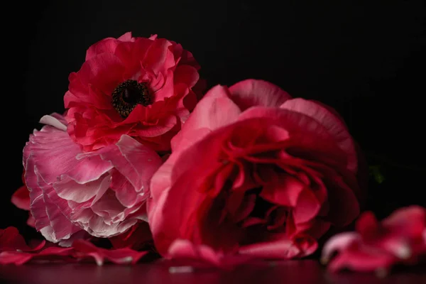 Rudé Pryskyřník květy na černém pozadí. Tmavá fotka. — Stock fotografie