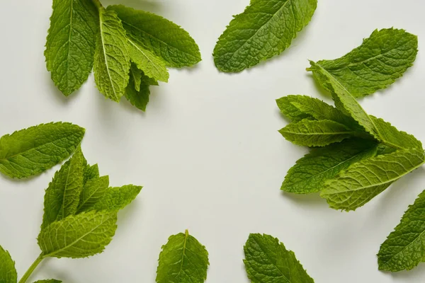 Myntablad på vit botten. Sommar cocktail ingredienser. — Stockfoto