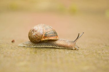 Salyangoz gün yağmur sonra parkta yürüyüş