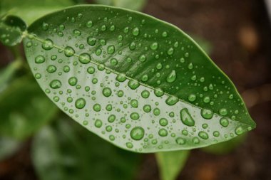 Yağmurdan sonra yeşil narenciye yaprağına yağmur damlaları