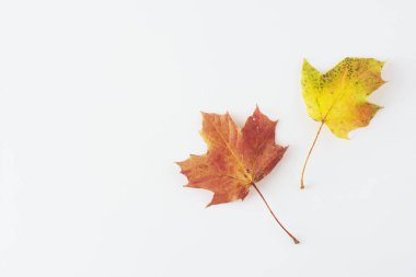 Sonbahar akçaağaç kopya alanı ile beyaz izole yaprakları. Sonbahar yaprağının renkli kompozisyonu.
