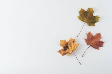 Sonbahar akçaağaç kopya alanı ile beyaz izole yaprakları. Sonbahar yaprağının renkli kompozisyonu.
