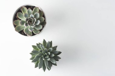 Echeveria sulu üç çeşitli türde saksı sulu bitkilerin üst görünümü.