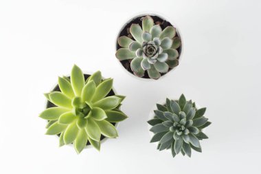 Echeveria sulu üç çeşitli türde saksı sulu bitkilerin üst görünümü.