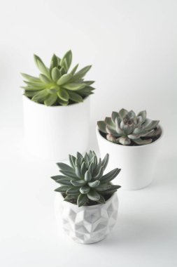 Echeveria sulu üç çeşitli türde saksı sulu bitkilerin üst görünümü.