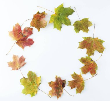 Beyaz arka plan üzerinde canlı, renkli sonbahar yapraklarından yapılmış sonbahar yuvarlak çerçeve. Kare görüntü, yaprak desen, mockup. Şükran Günü, Cadılar Bayramı.