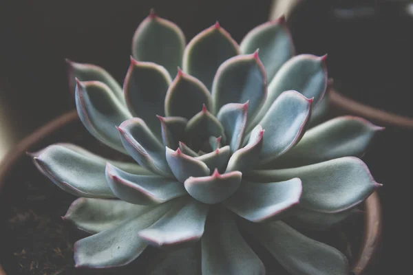 Fechar planta suculenta, foto escura, echeveria tonificado roseta suculenta . — Fotografia de Stock