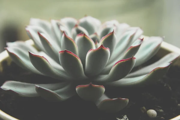 Gros plan plante succulente, photo sombre, écheveria tonique rosette succulente . — Photo