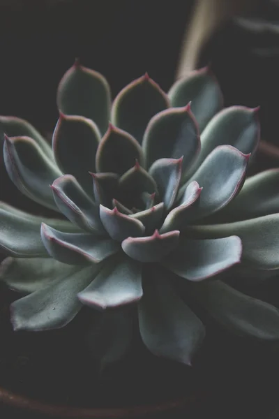 Gros plan plante succulente, photo sombre, écheveria tonique rosette succulente . — Photo